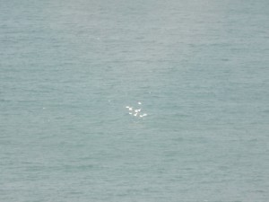 IMG_4331