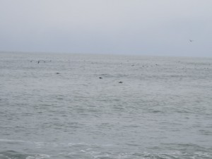 IMG_4697